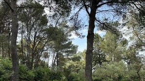 A natural outdoor setting with trees and grass. - Bed and breakfast in the south of France (Entre-Vignes)