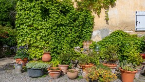A garden with various potted plants and a wall covered in ivy. - Charming 3-Star Home Between Landes and Basque Country (Sainte-Marie-de-Gosse)
