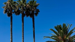 Una piscina con palmeras y sillas de descanso.