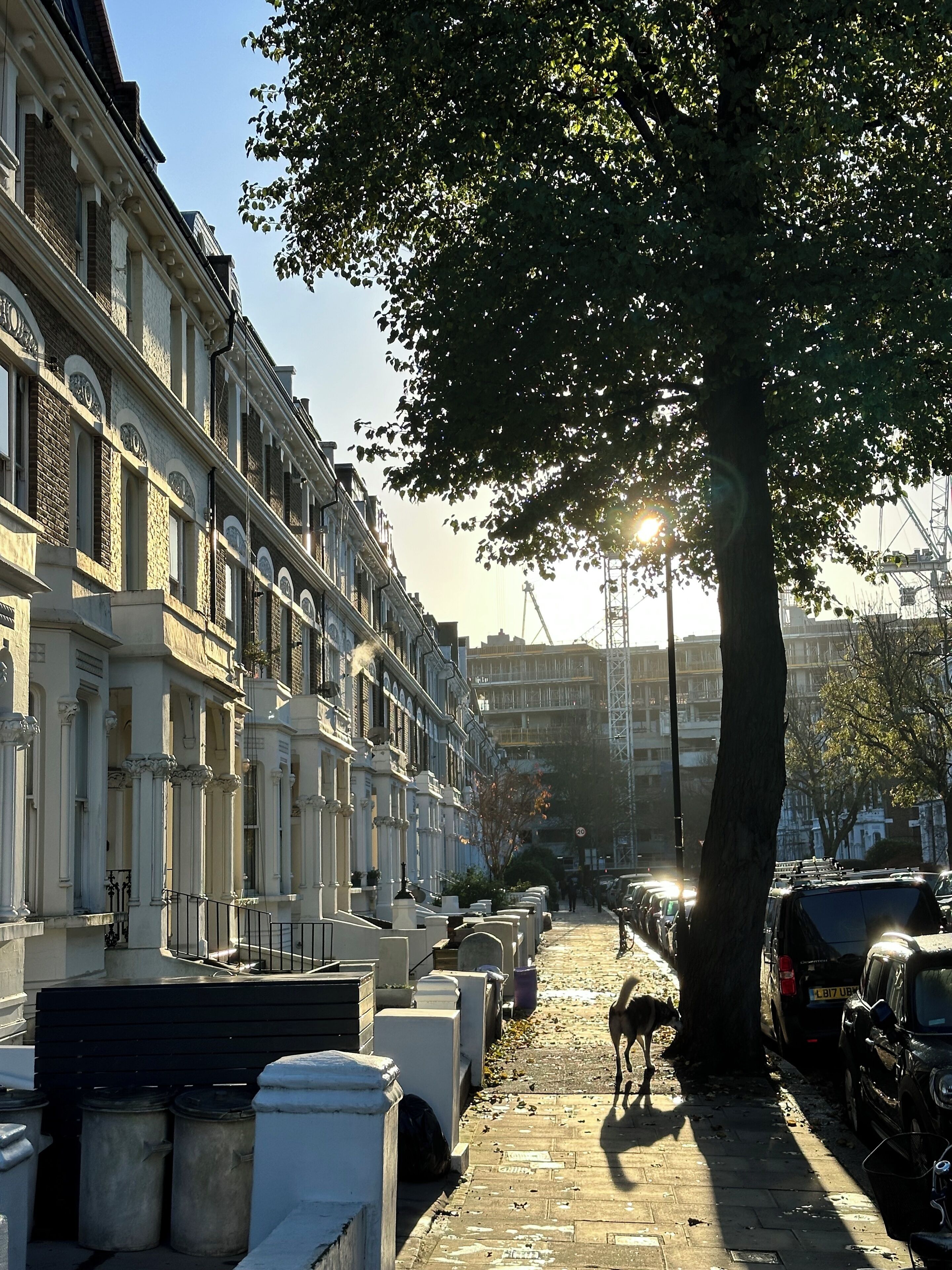 A tree-lined street with parked cars and a dog walking on the sidewalk.