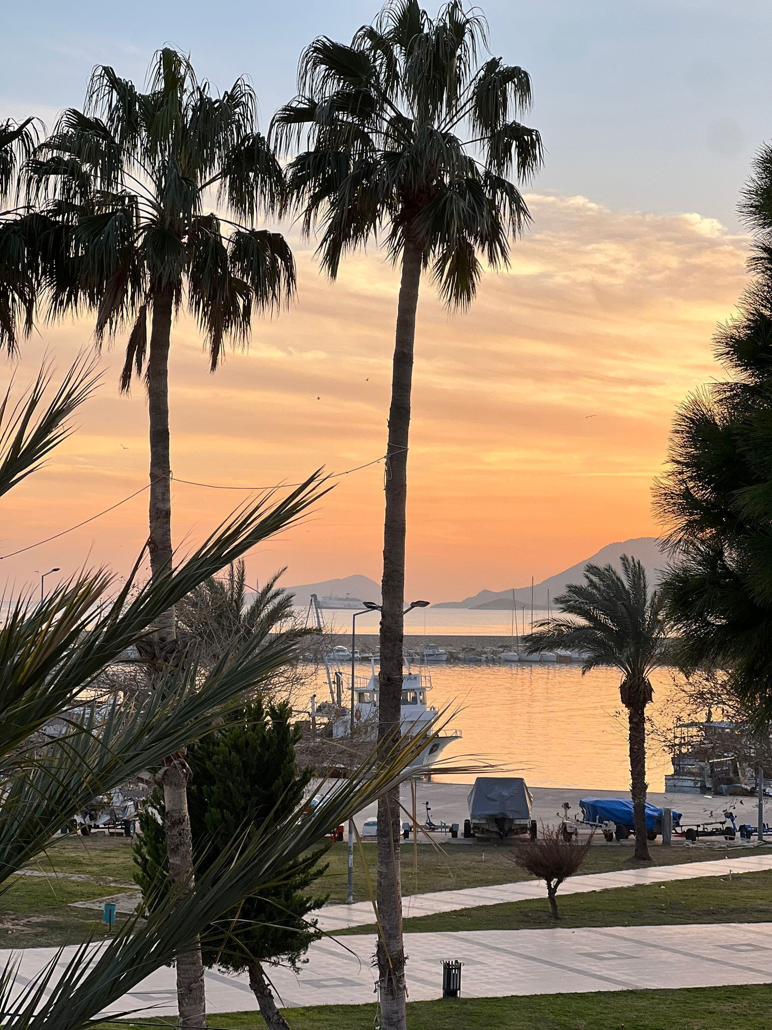 Un paysage côtier avec des palmiers, une marina et des bateaux.