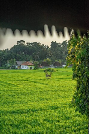 Maison, 2 chambres, piscine privée, vue jardin | Extérieur
