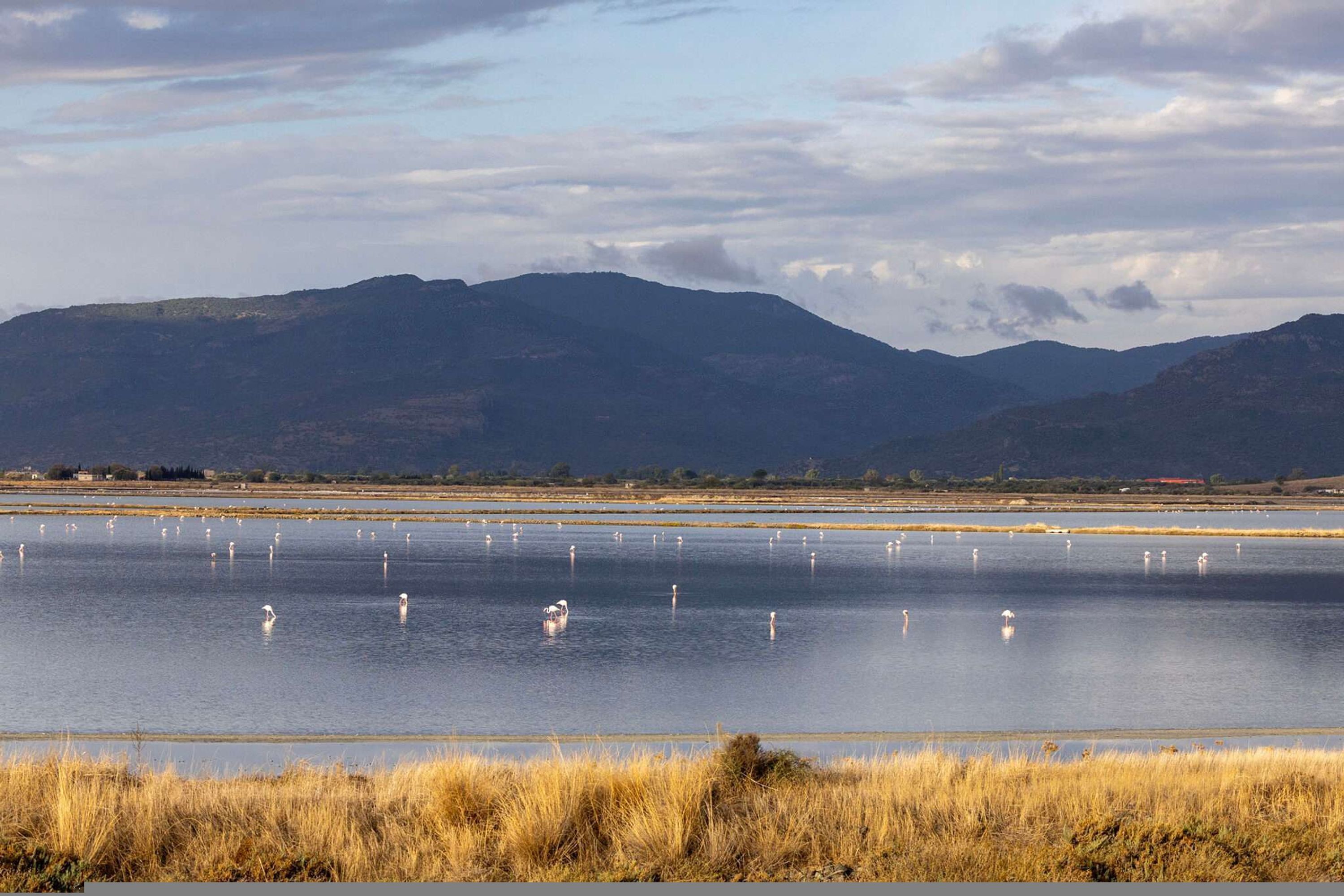 A large body of water with swans, surrounded by dry grass and mountains in the background.