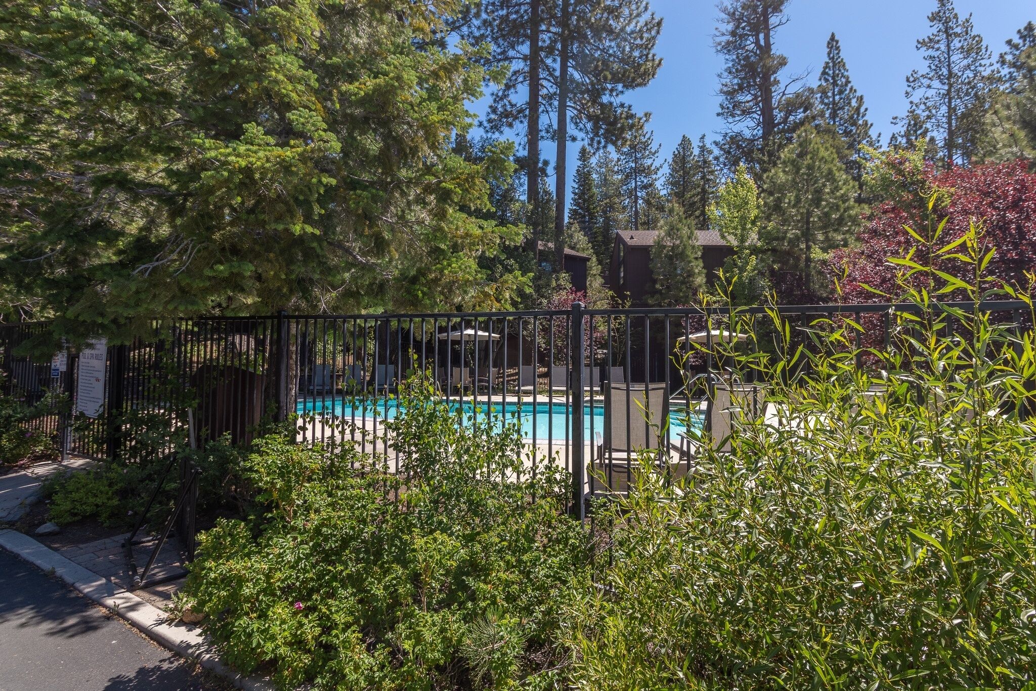 A fenced pool area with lounge chairs, surrounded by dense greenery and tall trees.