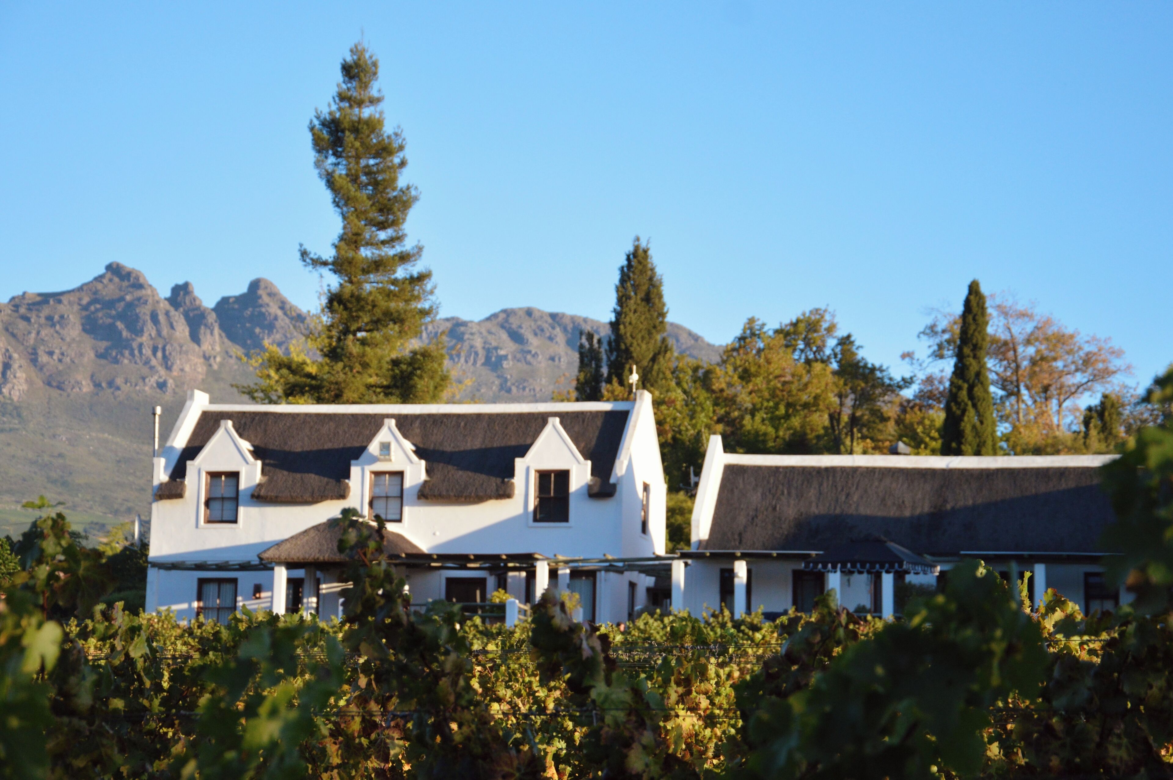 A white building with a thatched roof, surrounded by vineyards, with mountains in the background.