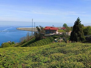 En ejendom ved kysten med et hus, en havn og en vingård.
