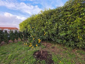 Property grounds - Silva Melo Farmhouse (Lagoa)