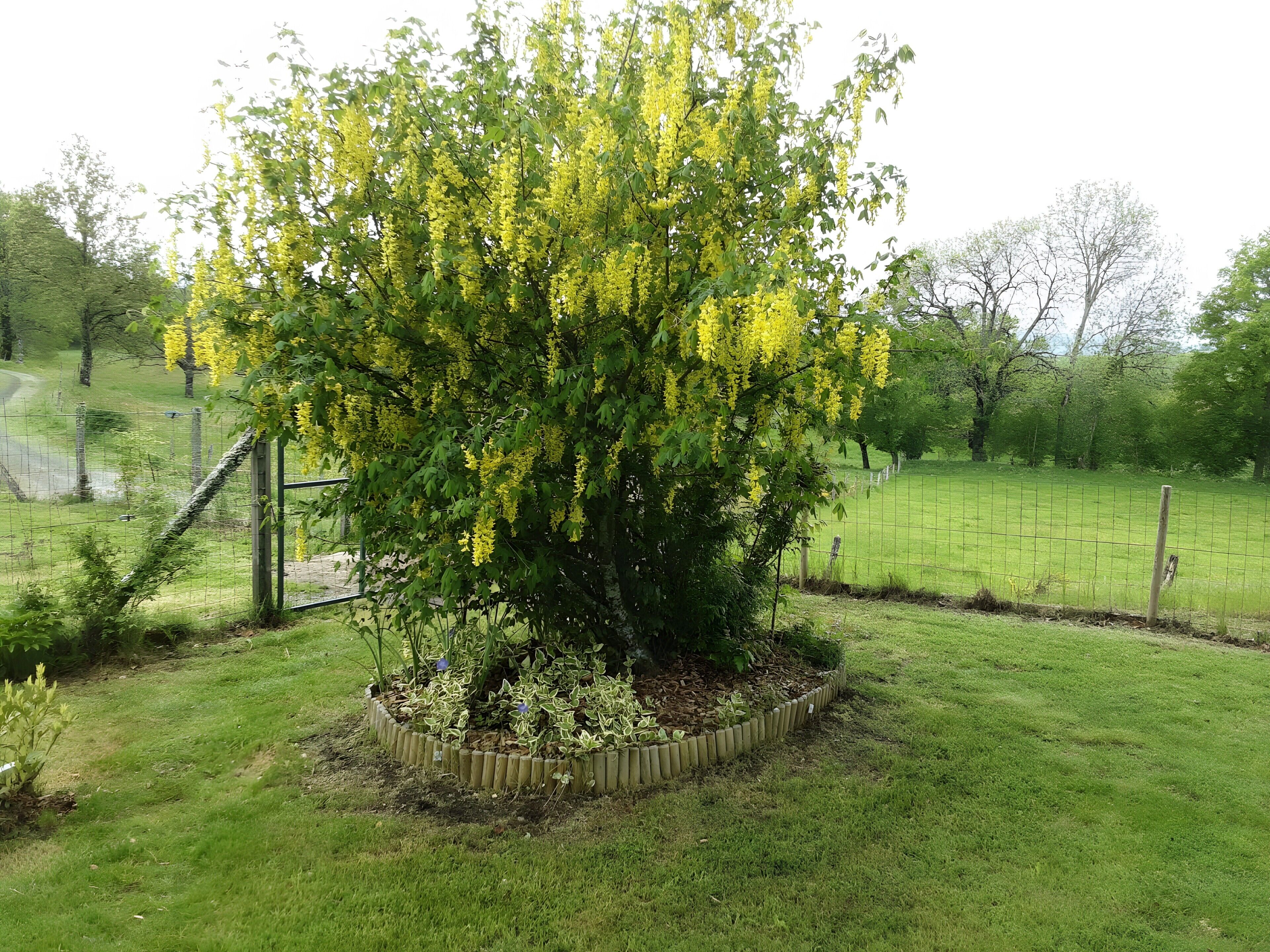 Et træ med gule blomster i en anlagt have med hegn og græs.