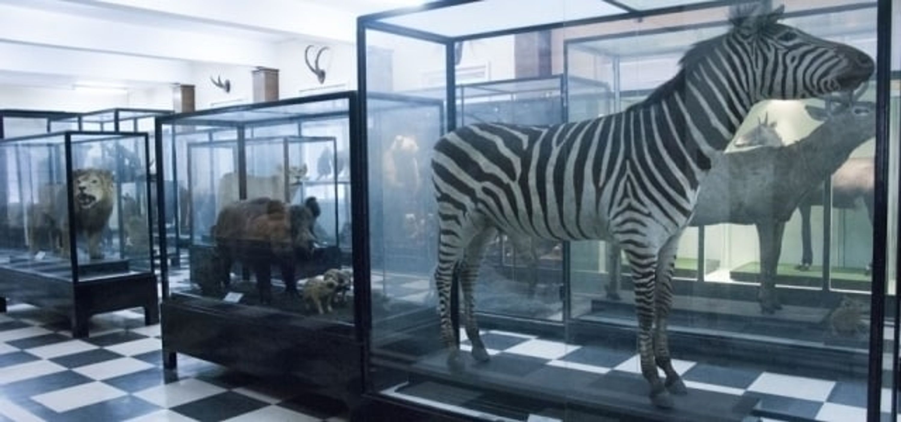 A museum exhibit with glass display cases containing animal specimens.