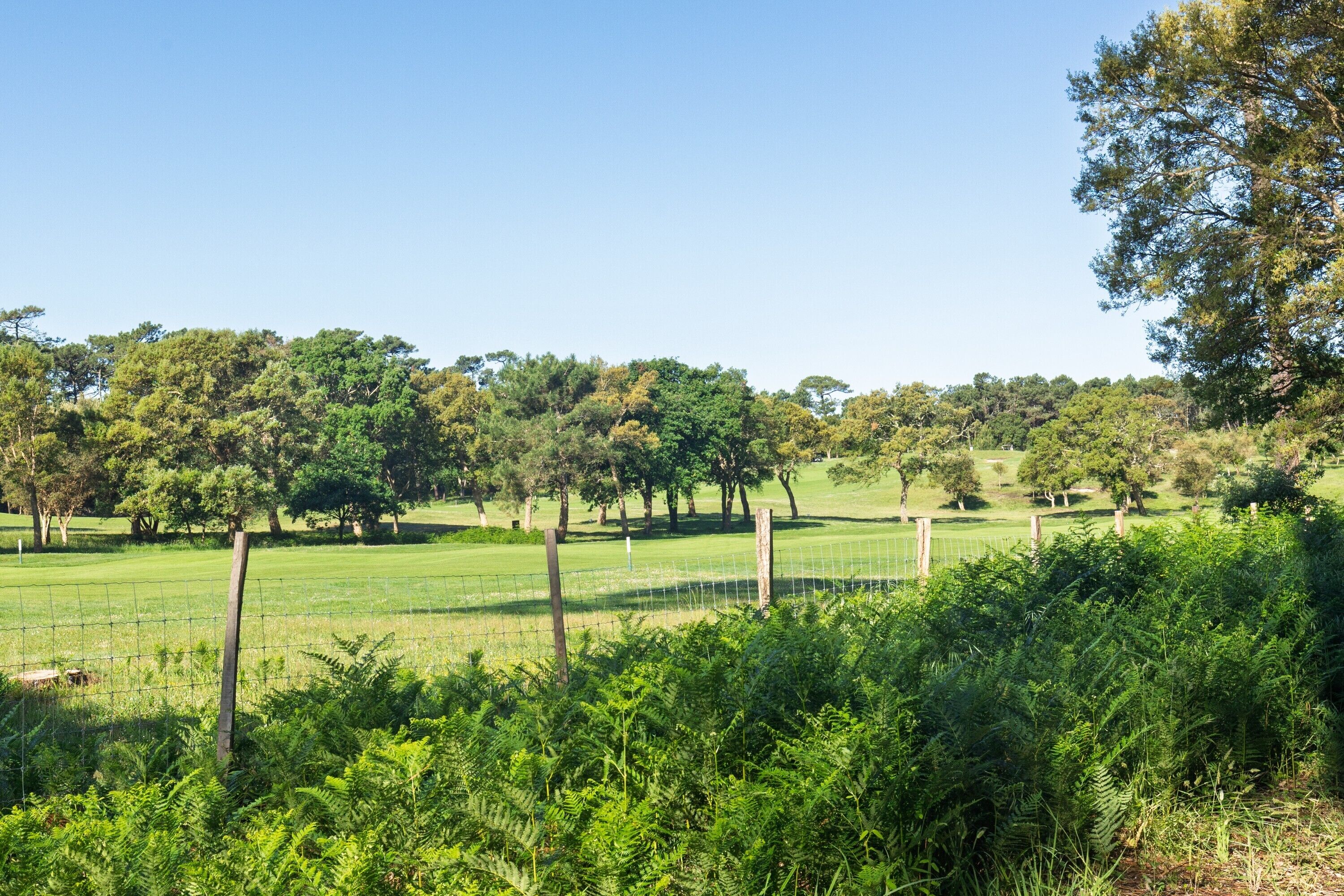 Un campo cubierto de hierba con árboles y una valla.