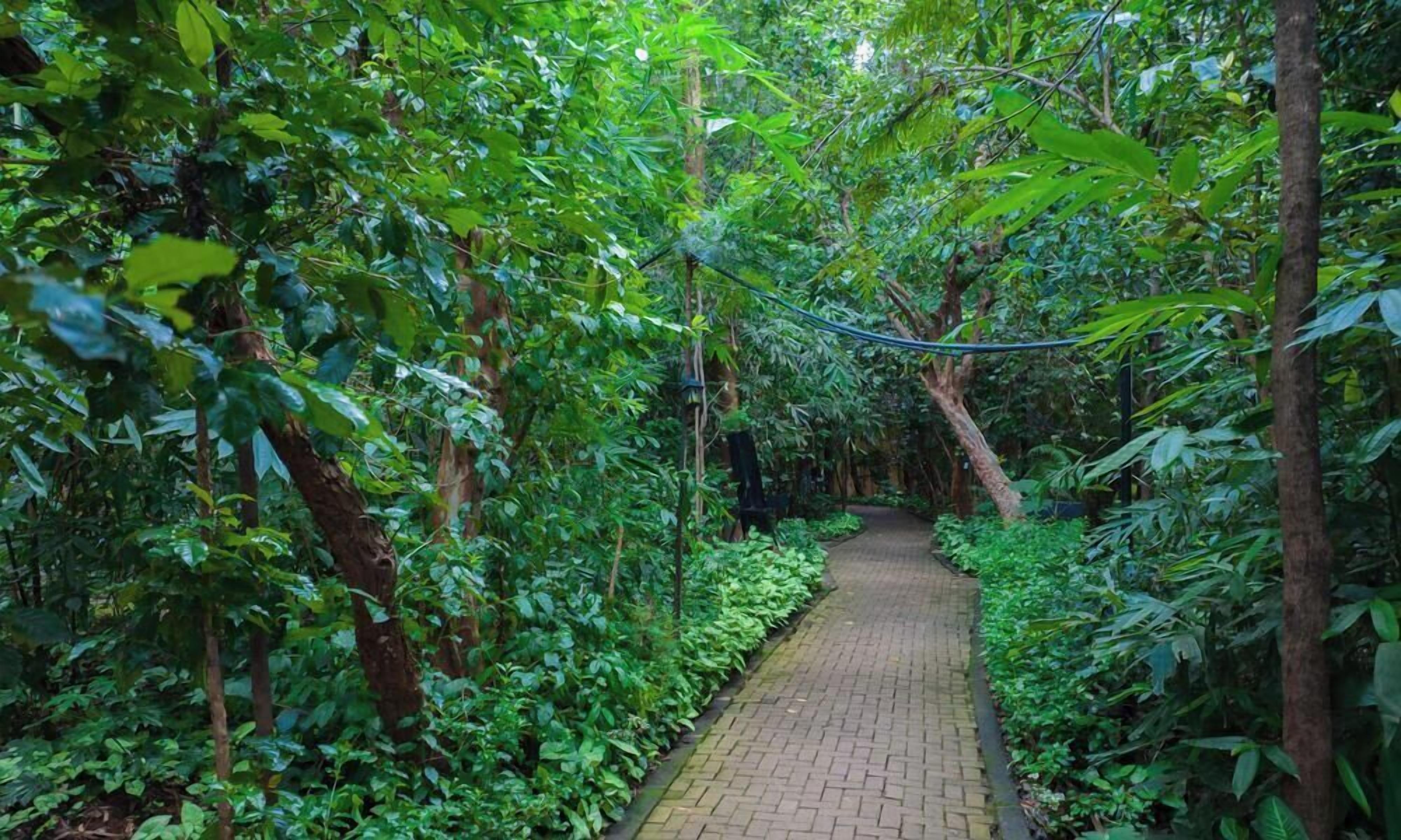 A pathway through a dense, green forest with a brick surface.
