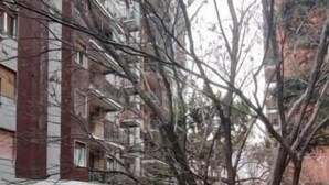 Un árbol en un patio con un edificio al fondo.