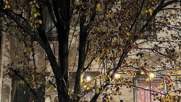 Un árbol frente a un edificio con una puerta verde y ventanas decoradas con luces.