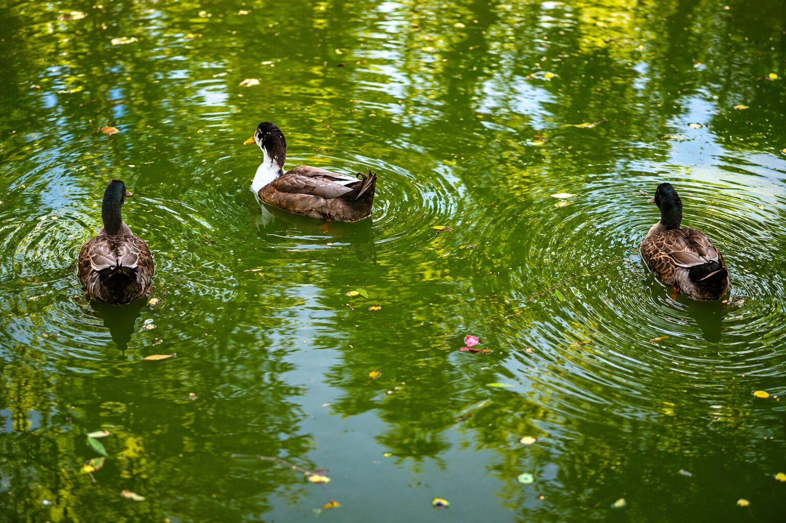 Three ducks swimming in a body of water with reflections of trees.
