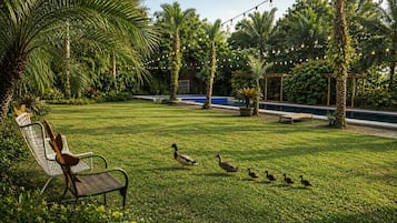 A grassy outdoor area with a pool, palm trees, and a chair.
