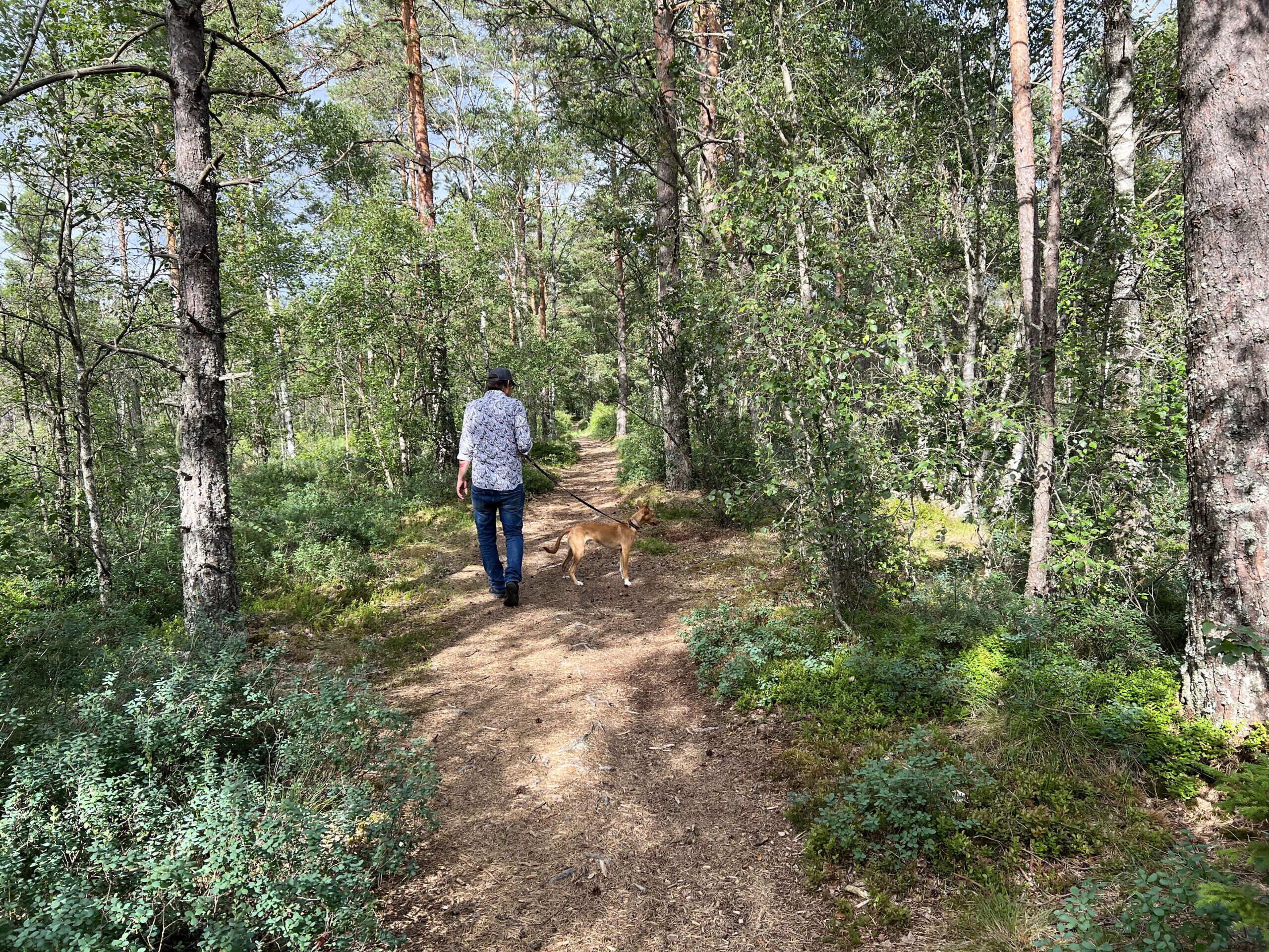 En skogstig med en person och en hund.