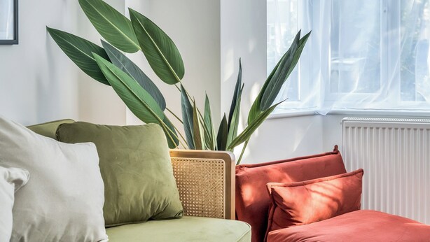 Ein Zimmer mit einer Couch, einer Topfpflanze und einem Fenster mit durchsichtigen Vorhängen.