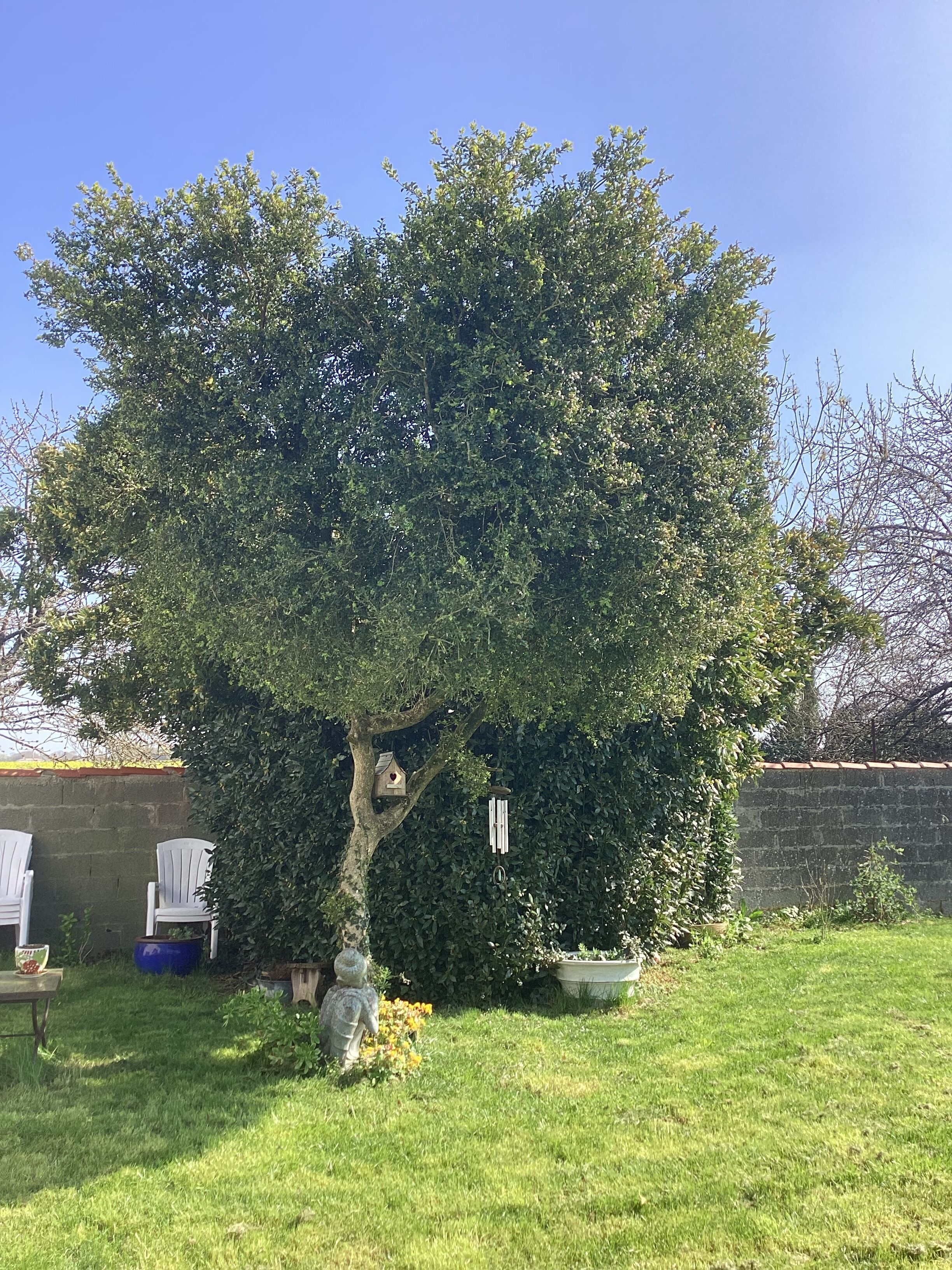 Un arbre avec une nichoir et une statue dans une cour gazonnée.