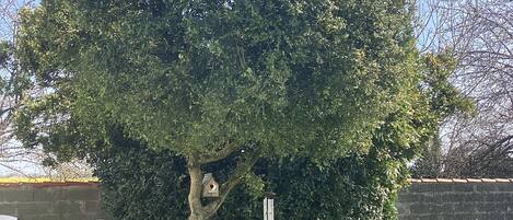 A tree with a birdhouse and a statue in a grassy yard.