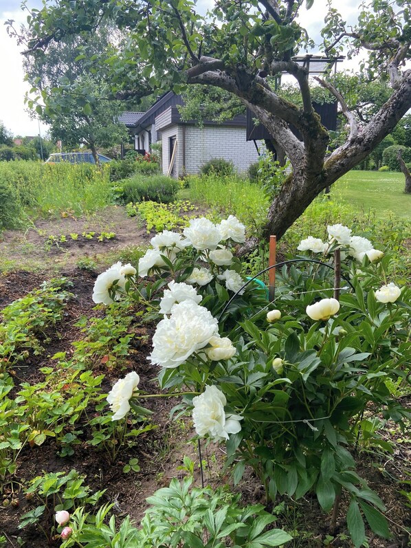 Room, 1 Bedroom | Garden