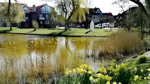 Ein Teich mit gelben Narzissen im Vordergrund, umgeben von Gras und Bäumen.