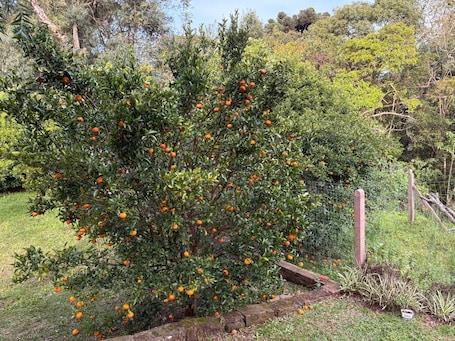 Property grounds. Omma's Haus - Grandma's House near Gramado