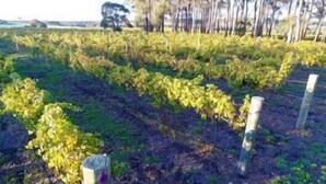 A vineyard with rows of grapevines, wooden posts, and a fence. - Margaret River Beach Apartments (Gnarabup)