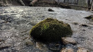 A river with a moss-covered rock in the foreground. - Scenic Farm Loft in Amish Country w/ Epic Views (Jonesville)