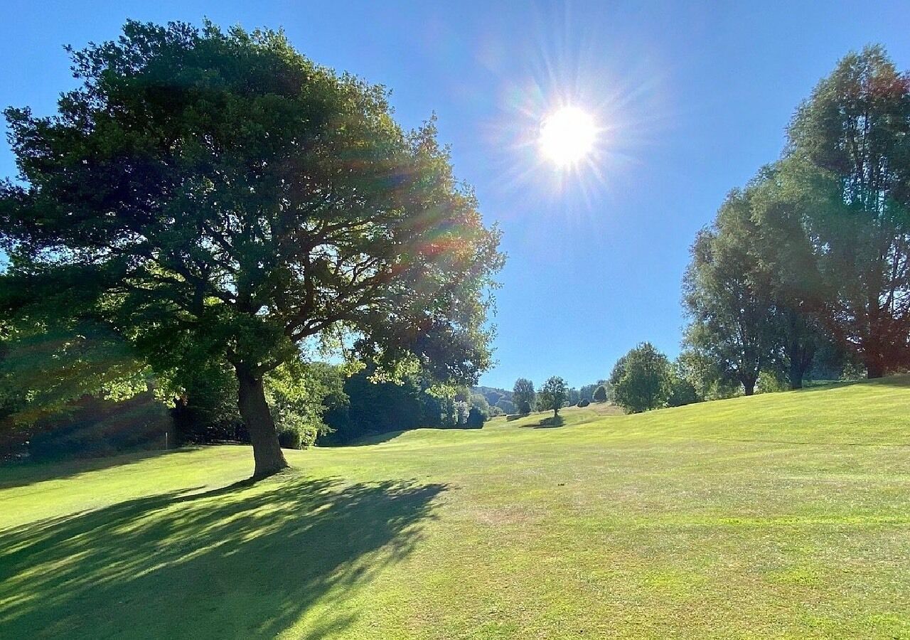 A grassy field with a large tree and a clear blue sky.