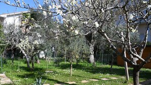 Un jardín con árboles floreados, un sendero y plantas en macetas.