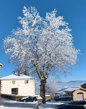 Ein mit Schnee bedeckter Baum vor einem Gebäude, in dessen Nähe ein Auto geparkt ist.