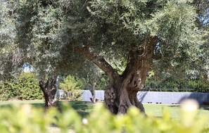 Property grounds - Rustic Wedding Vibe !
high-end Tuscan estate and the intimate, feel of a farm ! (Laveen)