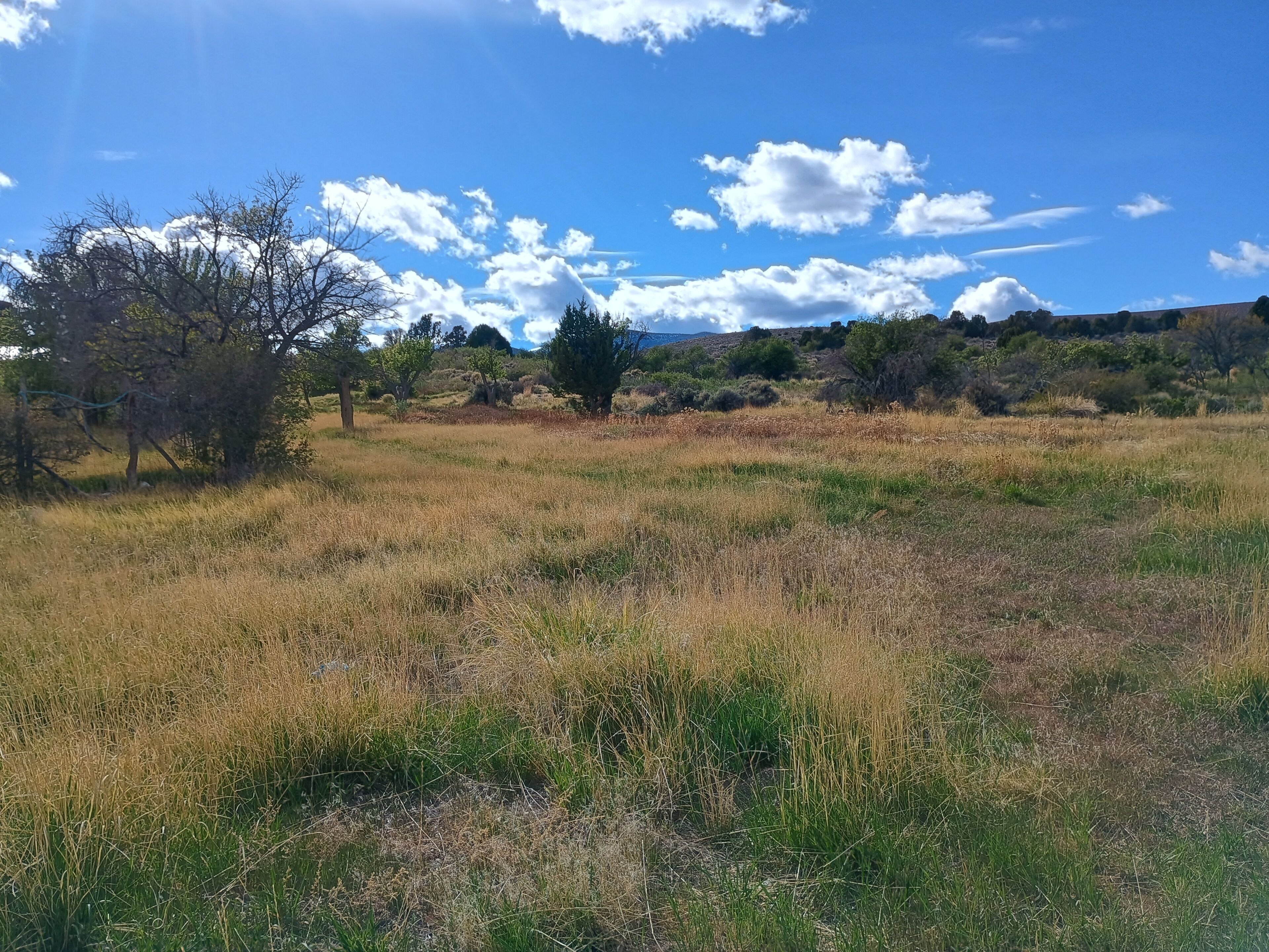 A natural landscape with dry grass, trees, and a clear sky.
