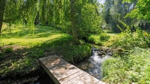 Un puente de madera sobre un arroyo en un bosque verde y frondoso.