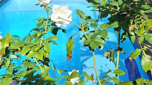 Una piscina rodeada de exuberante vegetación y altas palmeras.