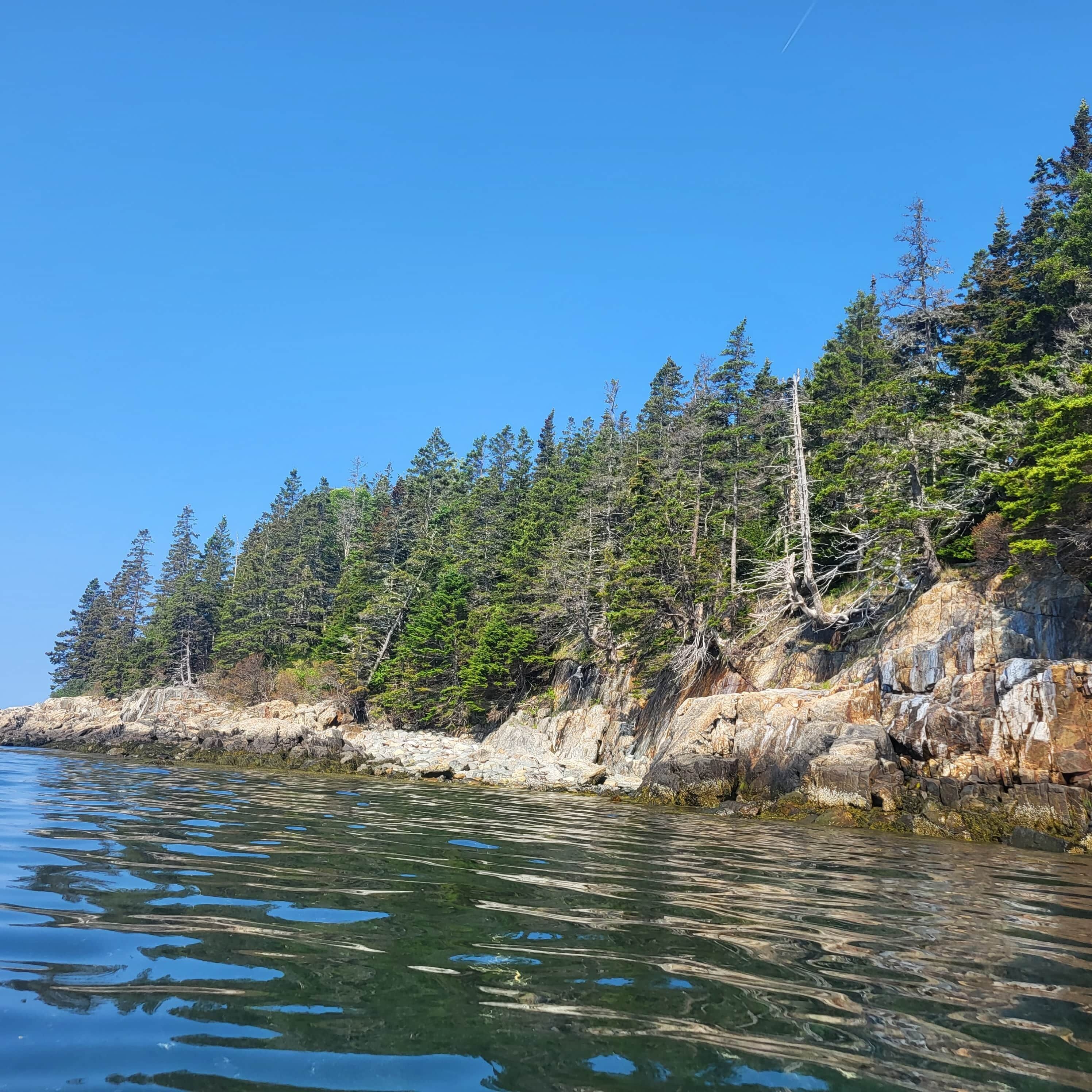 A coastal landscape with a rocky shoreline, dense forest, and clear blue sky.