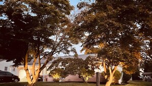 Uma área residencial com árvores e uma casa ao fundo.
