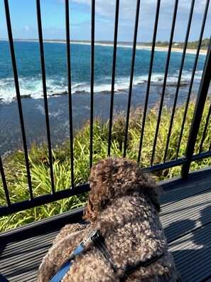 Property grounds - Sandpipers Beach House, Culburra - pet friendly (Culburra Beach)
