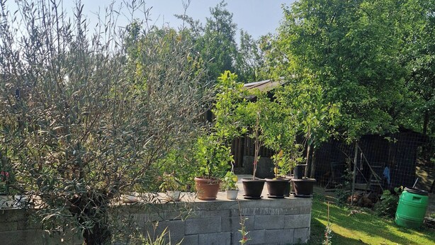 A garden area with potted plants, a tree, and a grassy lawn.