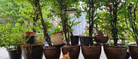 House 38 | Außenbereich