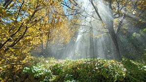 Een stenen muur met groen, bomen met gele bladeren, en zonlicht dat erdoorheen schijnt.