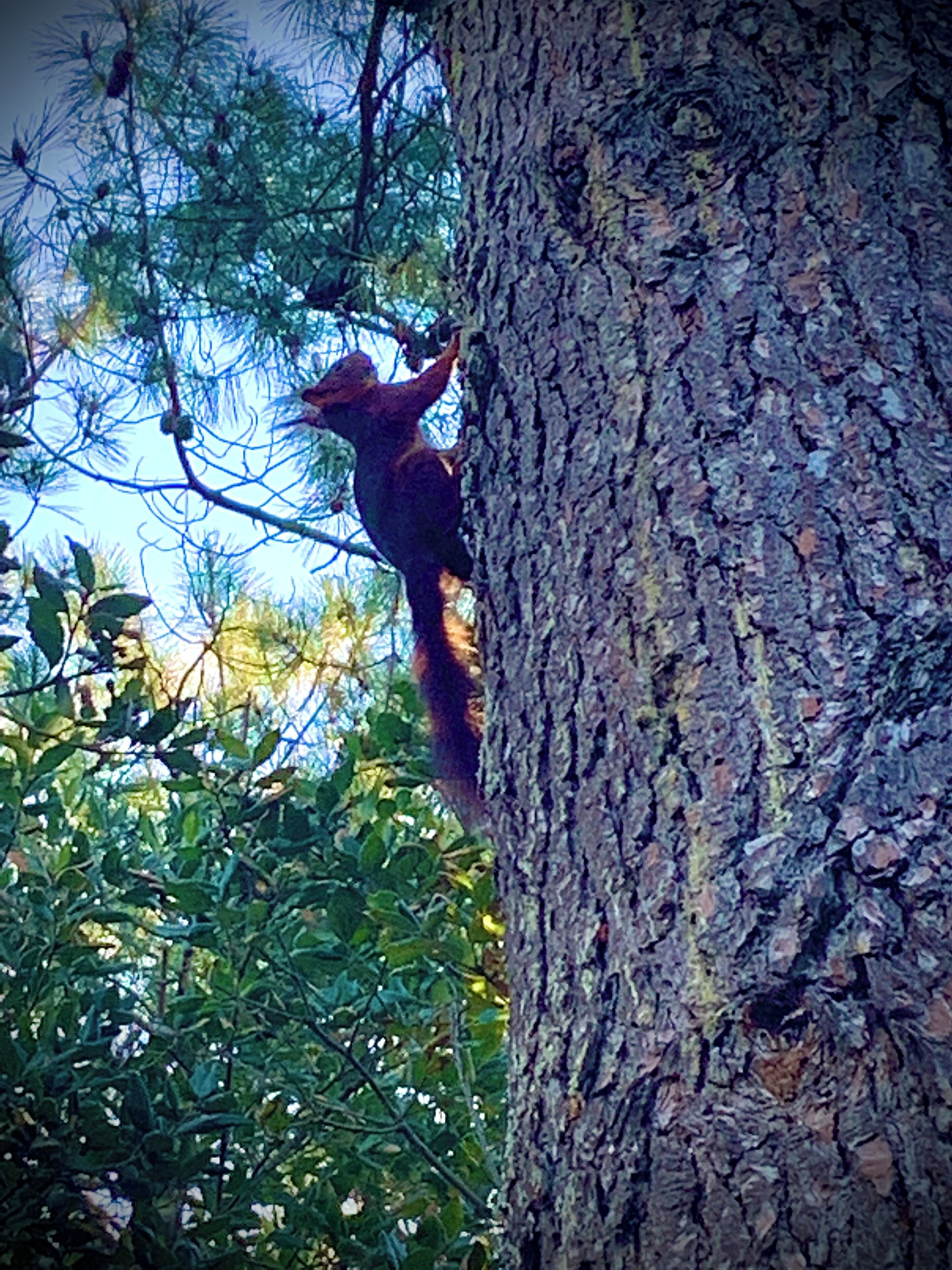 A tree with a squirrel climbing it.