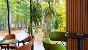 Un interno moderno con ampie finestre, poltrone verde e arancioni e una pianta in vaso.