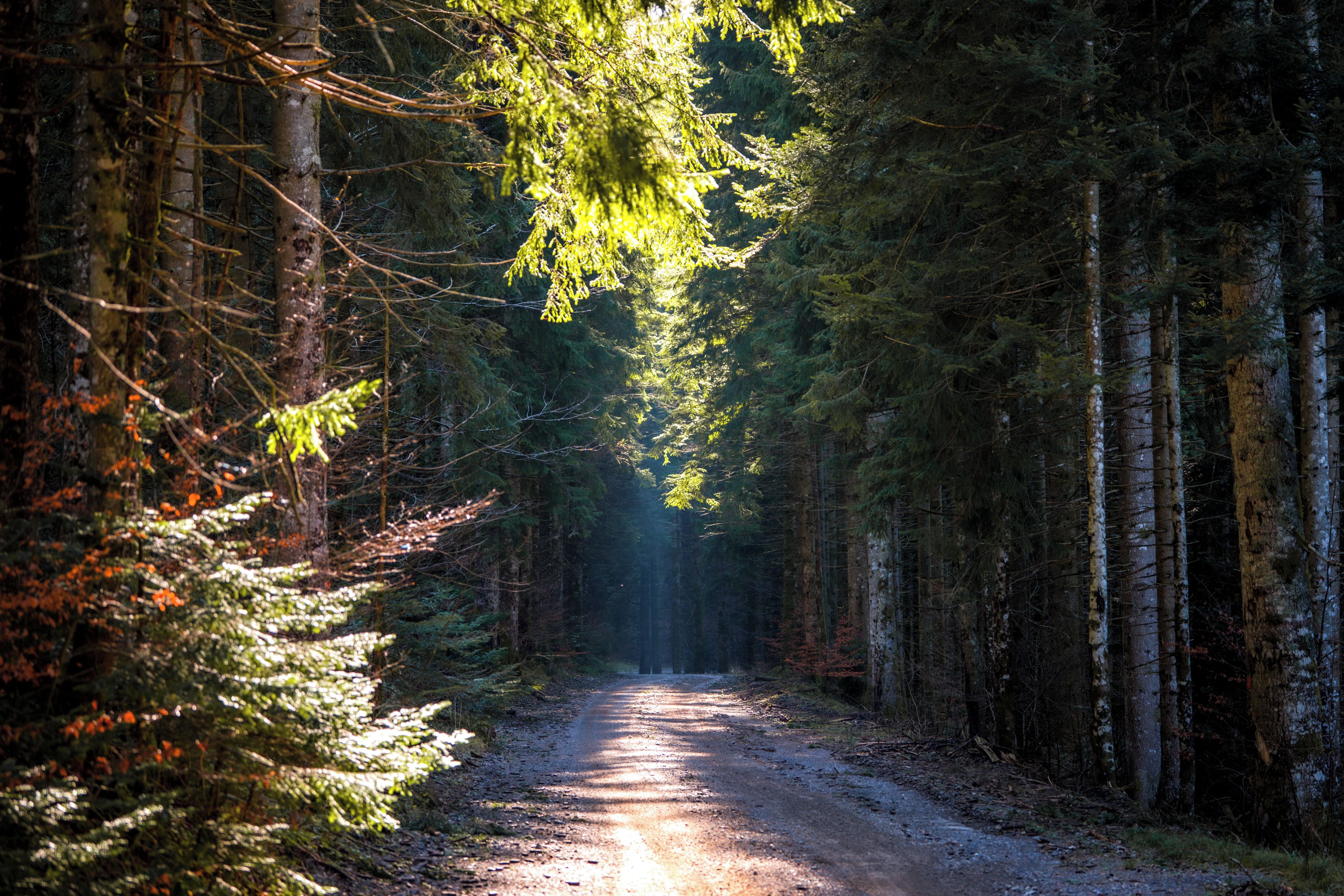 Un sentier forestier bordé de chaque côté par des arbres denses.