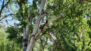 A park with birch trees, a paved path, and green plants.