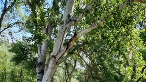 Un parc avec des bouleaux, un feuillage verdoyant et un sentier dallé.