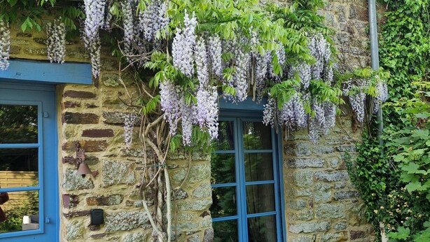 Un edificio de piedra con puerta y ventana azules, cubierto de enredaderas de glicinia morada.