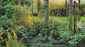 A garden with trees, grass, and a fence. - Jakby Poza Miastem (Kraków)