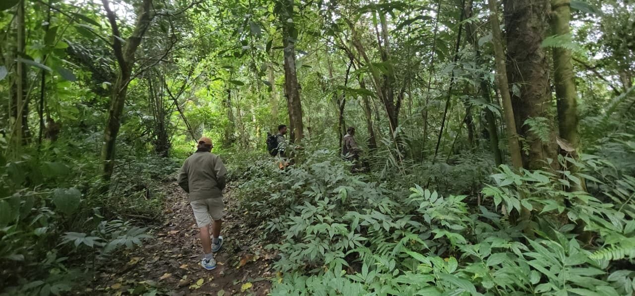 A forested hiking trail with dense vegetation and trees.