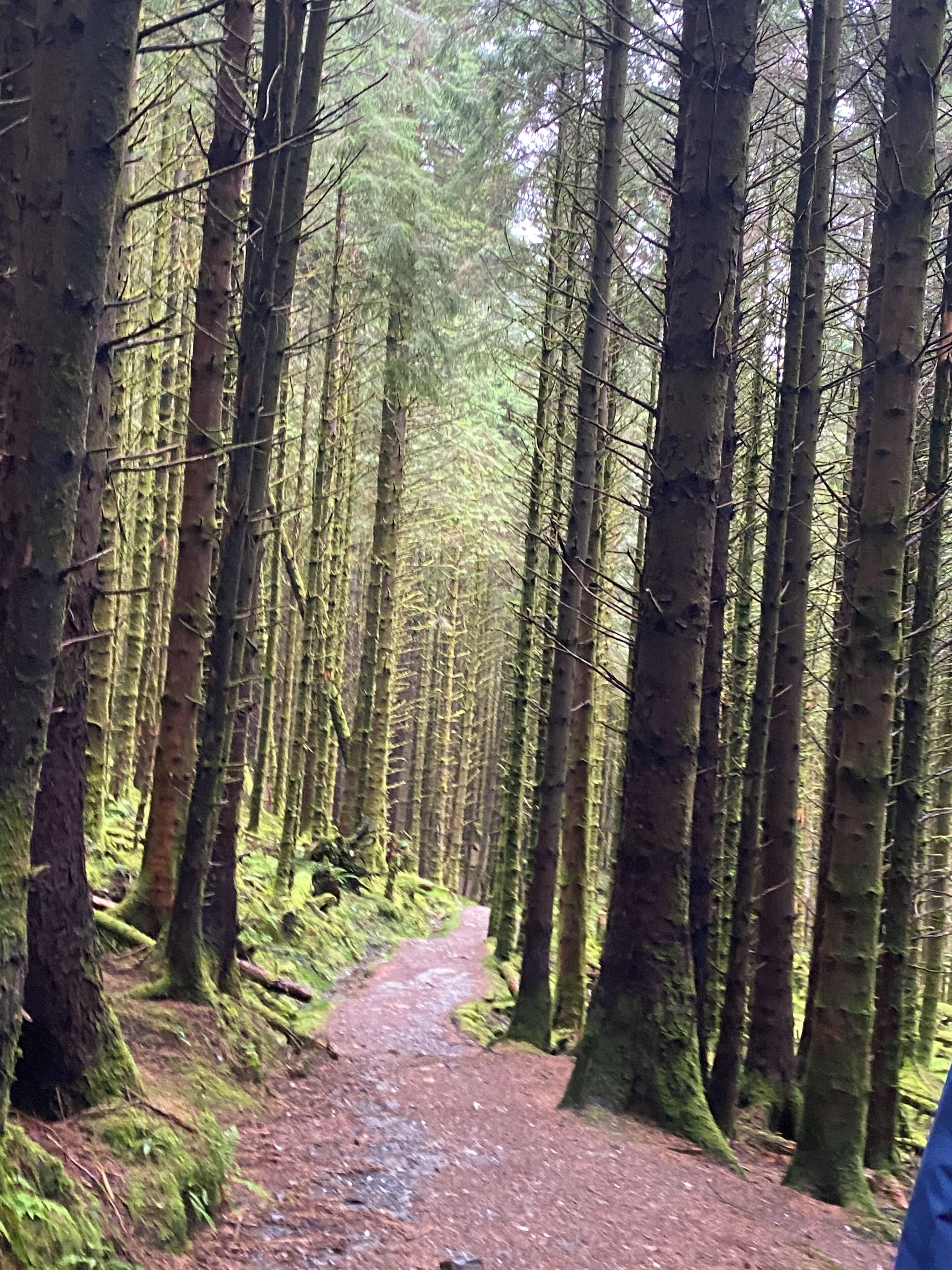 A forested area with a narrow path.